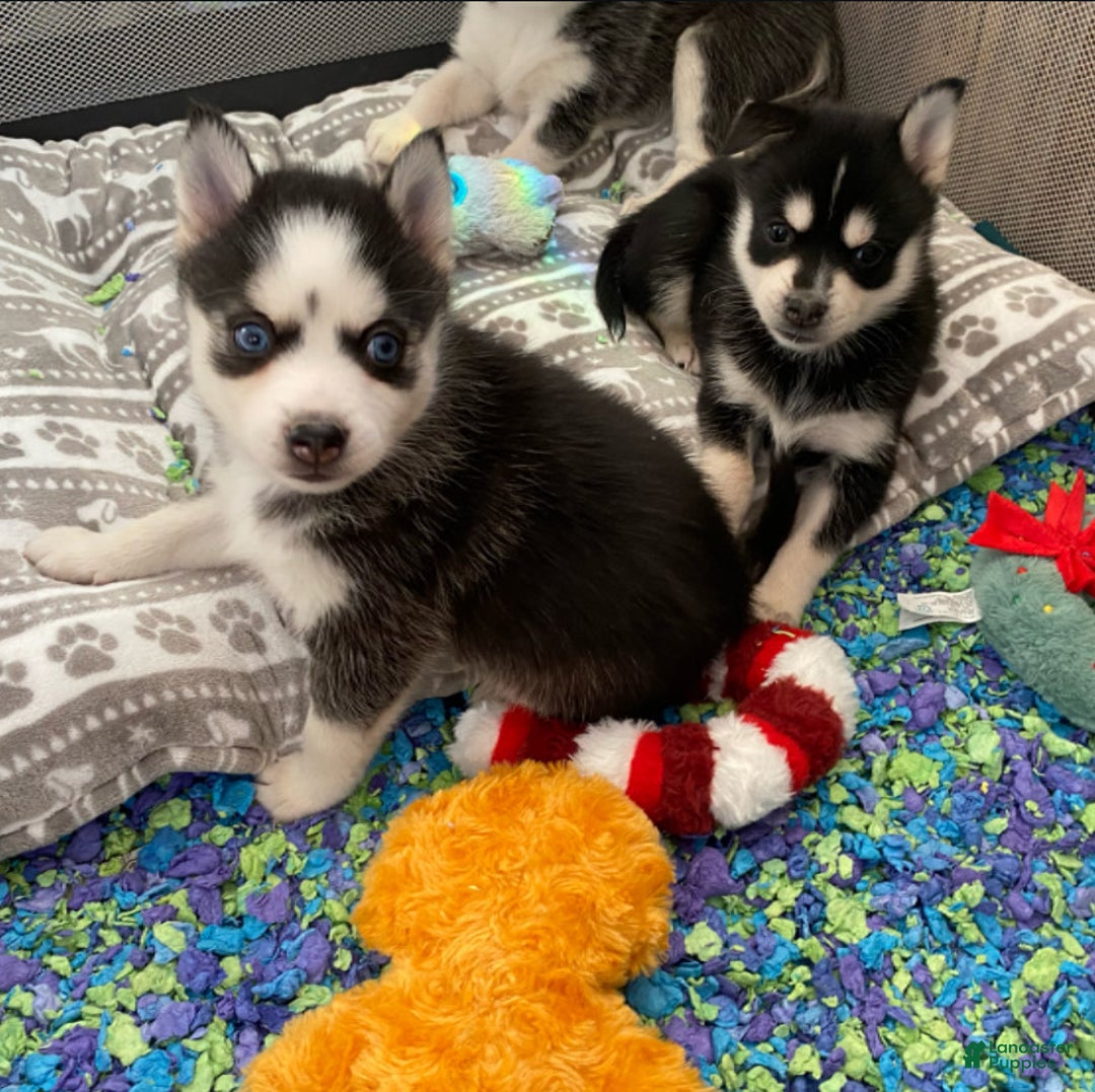 Pomsky dogs for sale: Sugar  - Ad 4