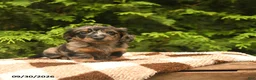 Miniature Dachshund dogs for sale: Gloria - Ad 4