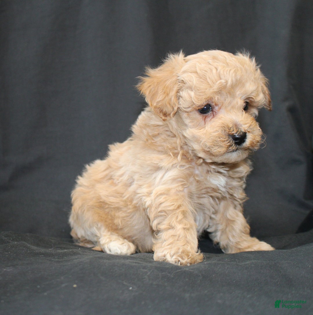 Bichpoo dogs for sale: Bandit. - Ad 5