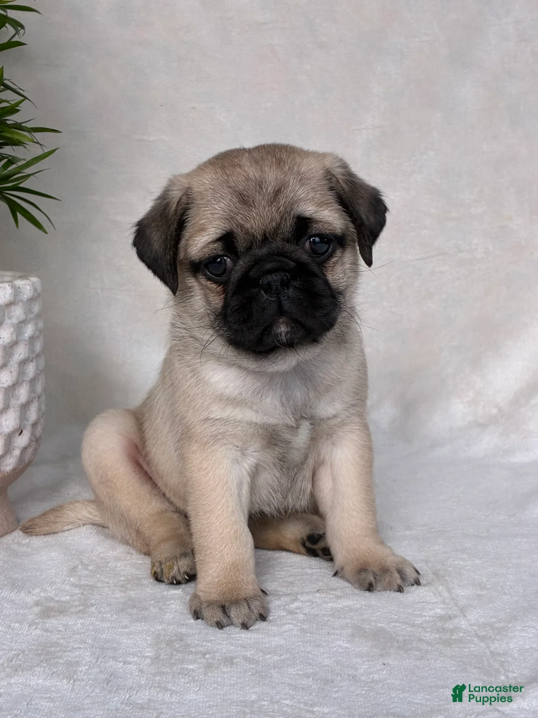 Pug dogs for sale: Holly - Ad 9