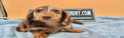 Miniature Dachshund dogs for sale: Russian boy - Ad 4