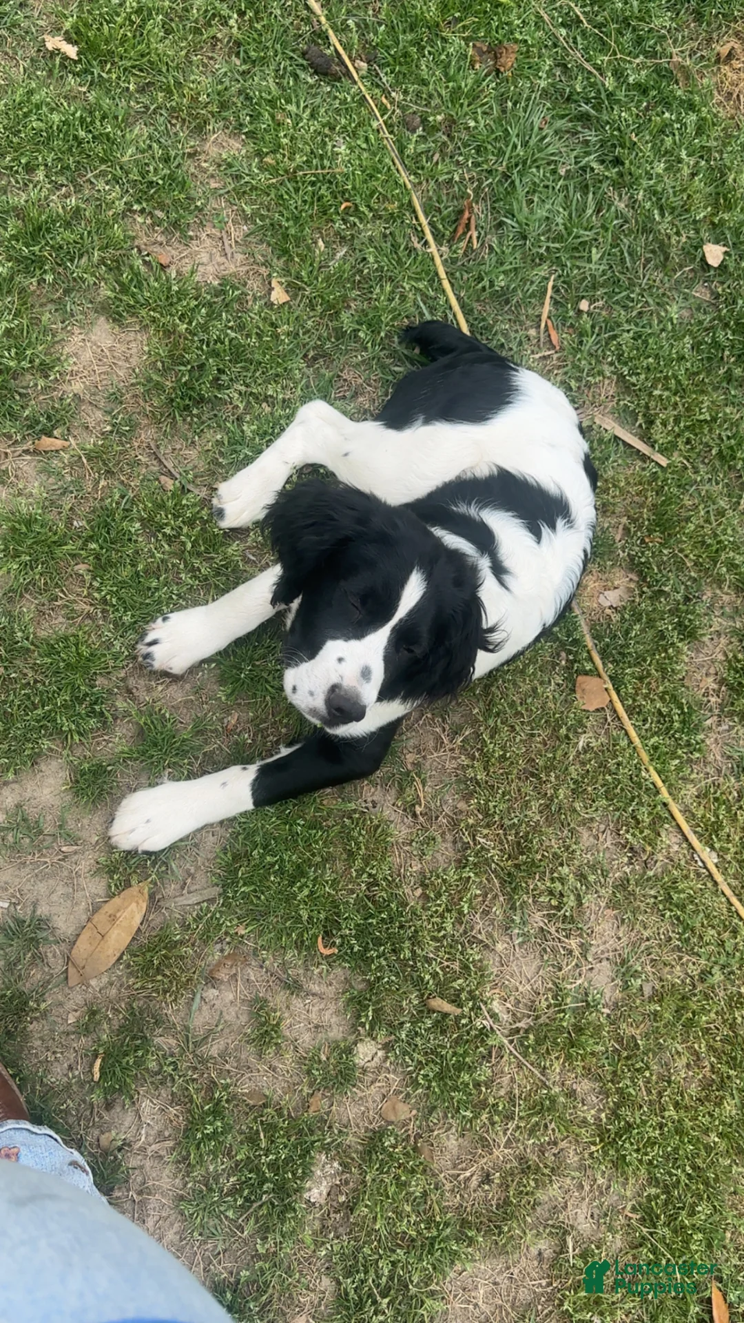 English Springer Spaniel dogs for sale: English Springer Spaniel Puppy 1 - Ad 2