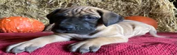 Great Dane dogs for sale: Lady - Ad 2