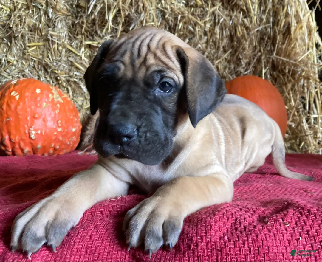 Great Dane dogs for sale: Lady - Ad 2