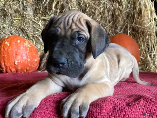 Great Dane dogs Lady - Ad 2