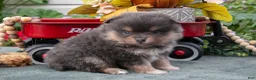 Pomeranian dogs for sale: Santos - Ad 3