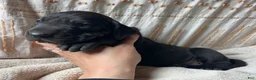 Great Dane dogs for sale: Roma - Ad 2