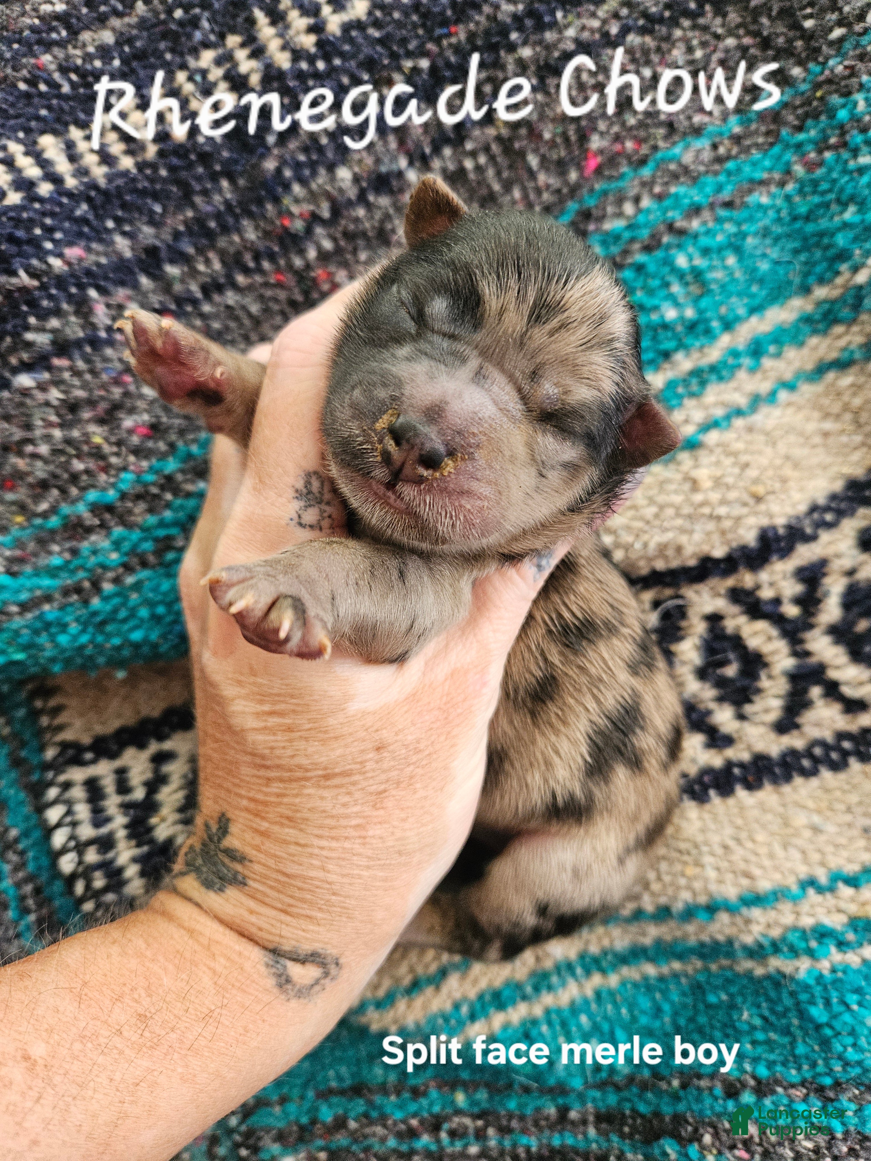 Chow Chow dogs Merle Rough Male  - Ad 1