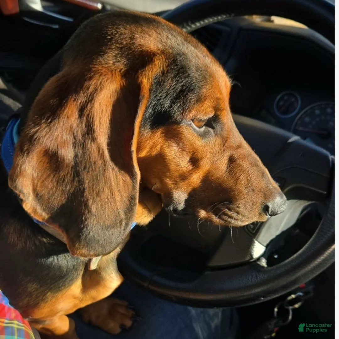 Dachshund dogs for sale: George - Ad 3