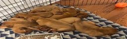 Dogue De Bordeaux dogs for sale: Dogue De Bordeaux Puppy 5 - Ad 103