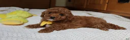 Toy Poodle dogs for sale: Tommy - Ad 3