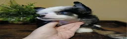 Chinese Crested dogs for sale: Chinese Crested 1 - Ad 4