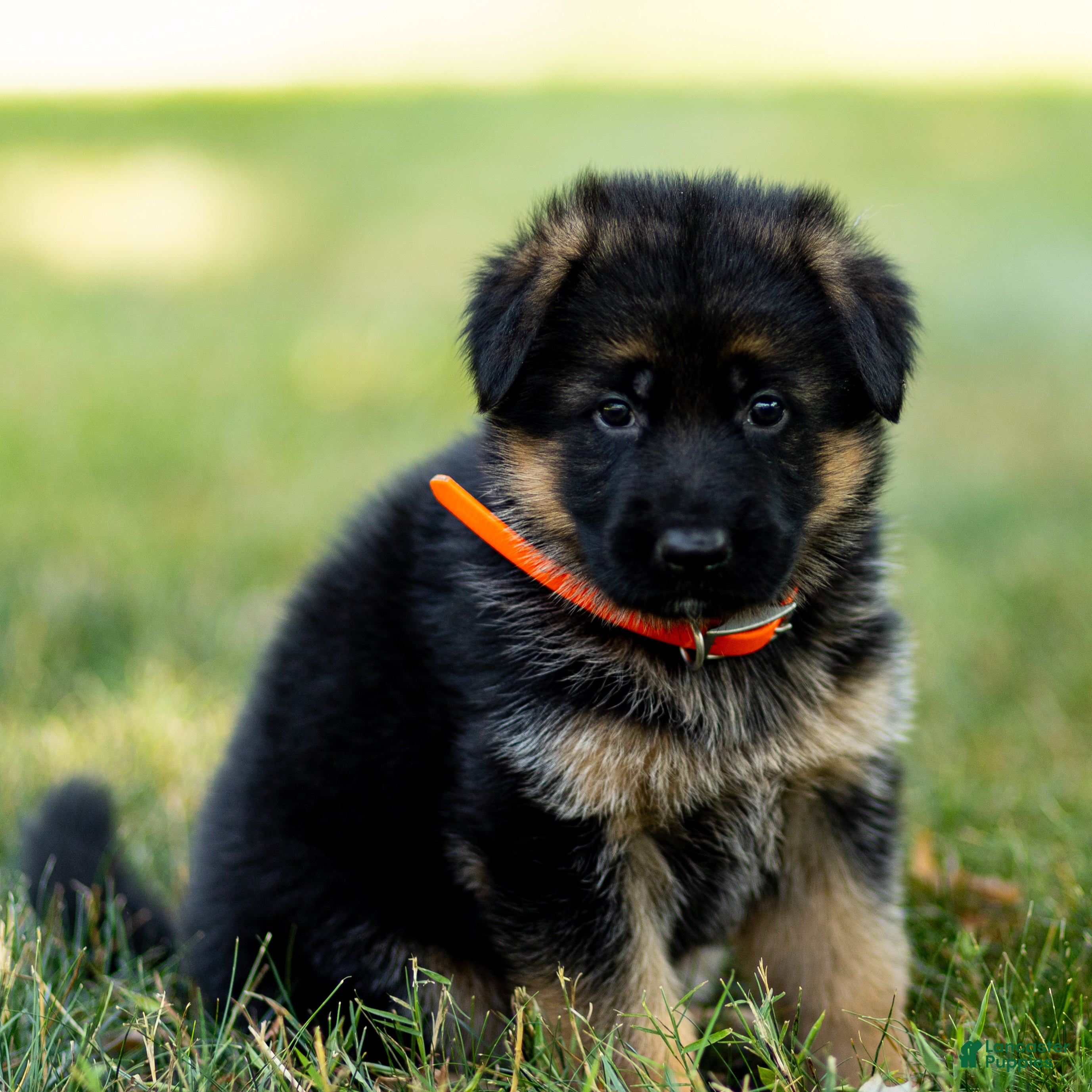 German Shepherd dogs Zara - Ad 1