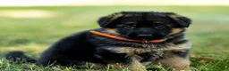 German Shepherd dogs for sale: Zara - Ad 5
