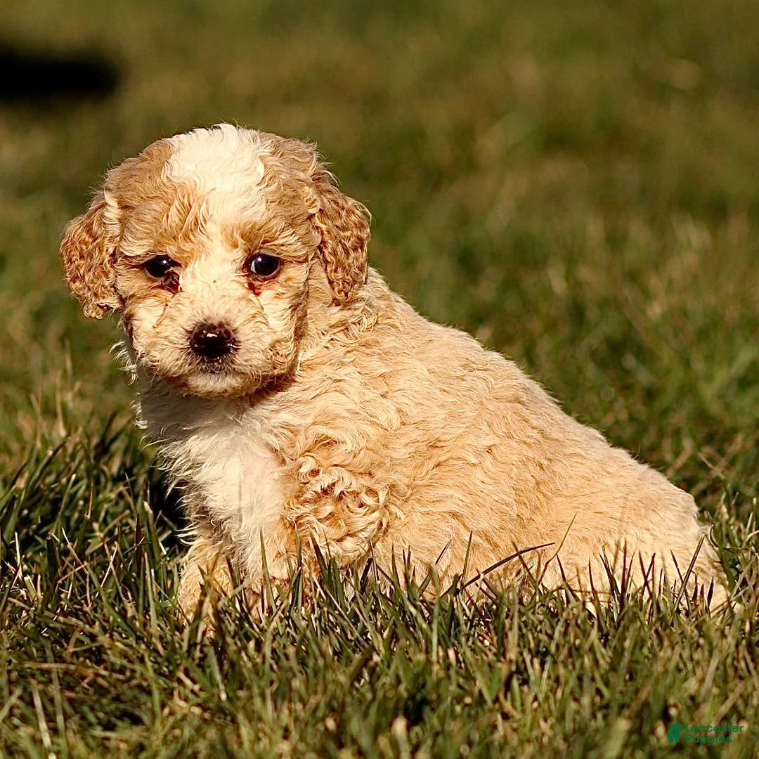 Mini Bernedoodle dogs for sale: Hans - Ad 4