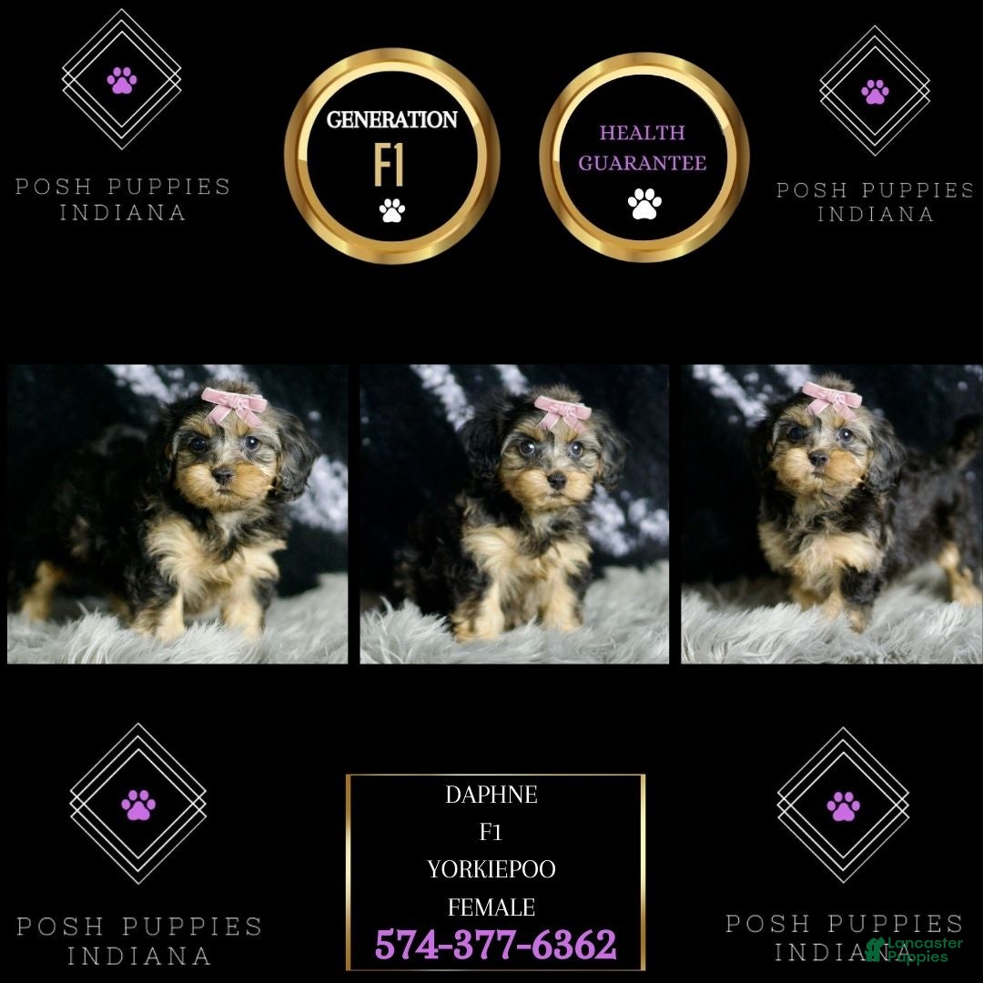 Yorkiepoo dogs for sale: Daphne - Ad 9