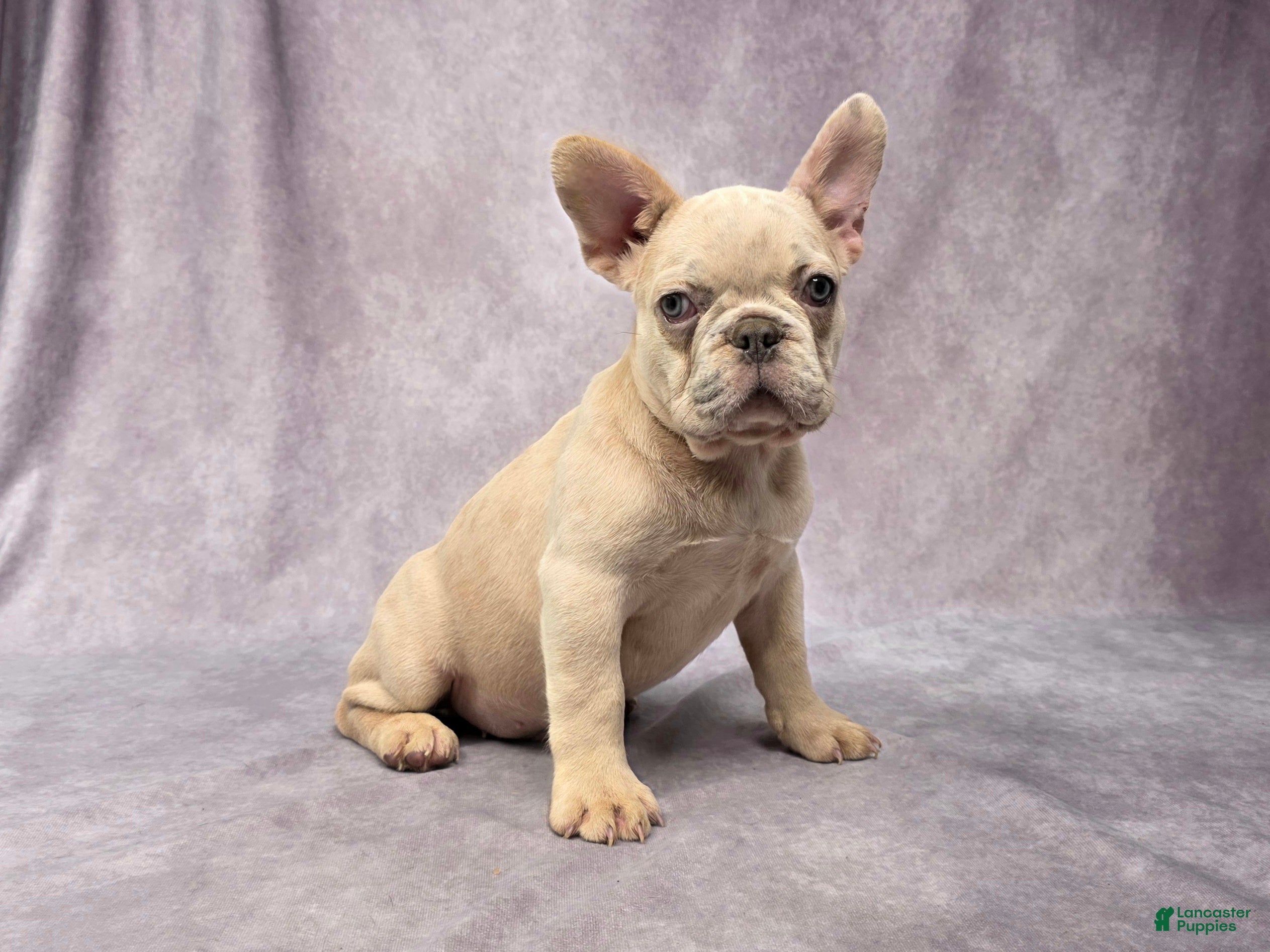 French Bulldog Puppies for sale Lancaster Puppies