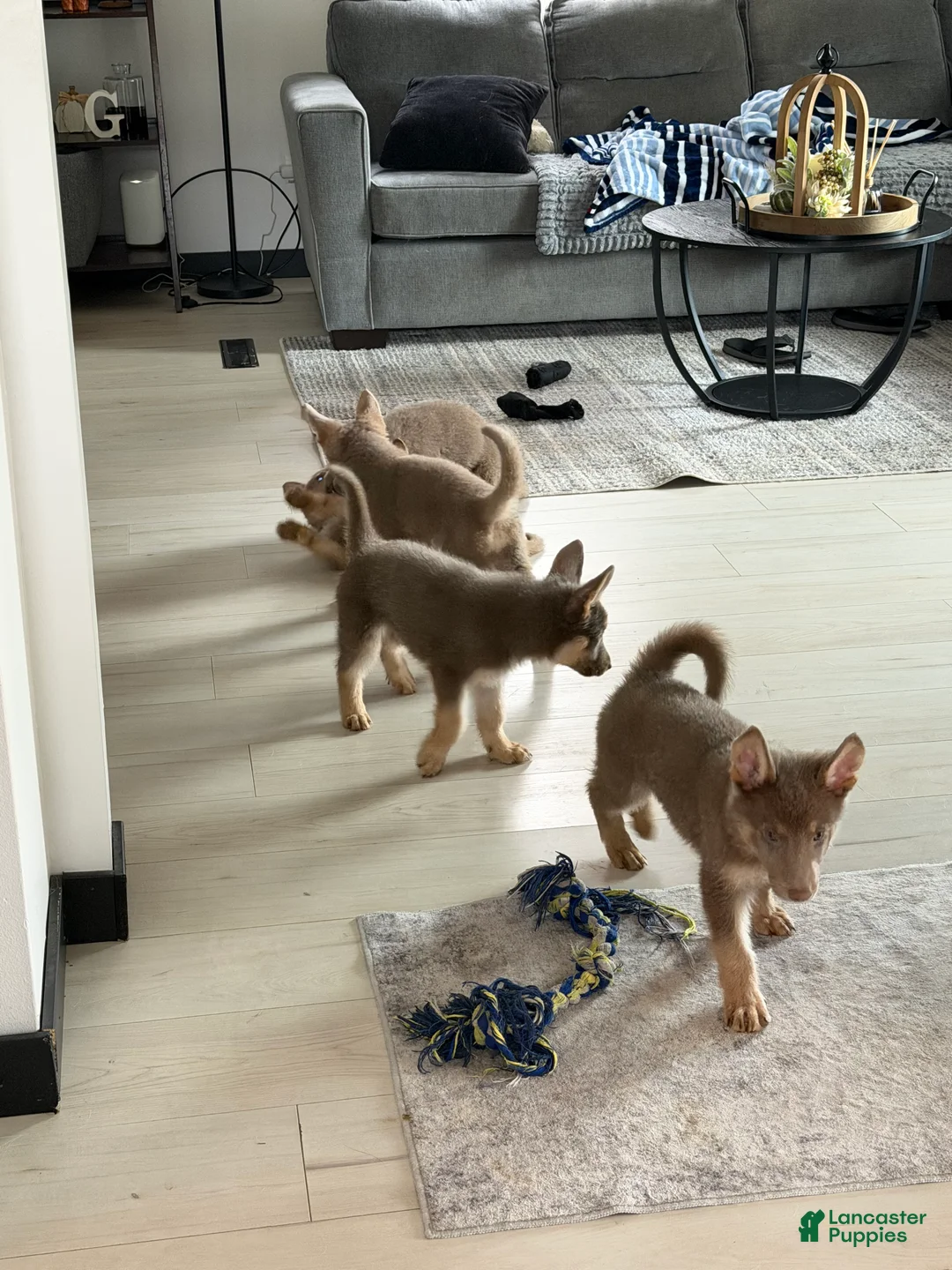 German Shepherd dogs for sale: German Shepherd 3 - Ad 1