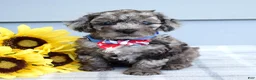 Cockapoo dogs for sale: Oreo - Ad 6