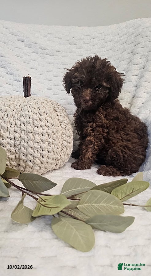 Mini Goldendoodle dogs Coco - Ad 2