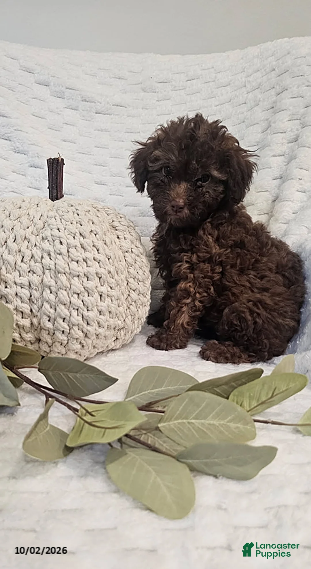 Mini Goldendoodle dogs for sale: Coco - Ad 2