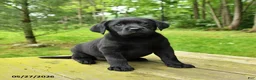 Labrador Retriever dogs for sale: Tilly - Ad 2
