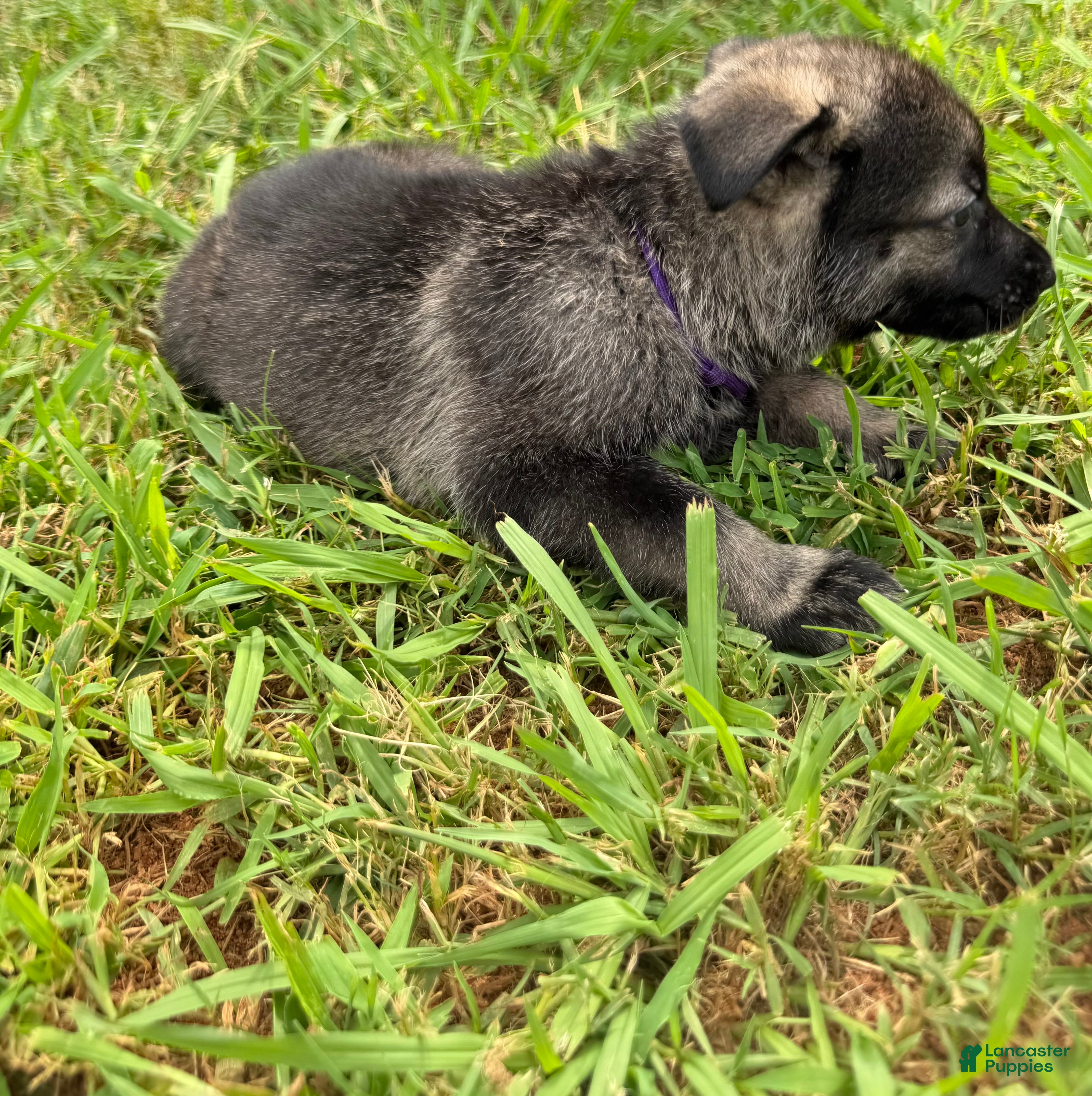 German Shepherd dogs German Shepherd Purple Collar - Ad 2