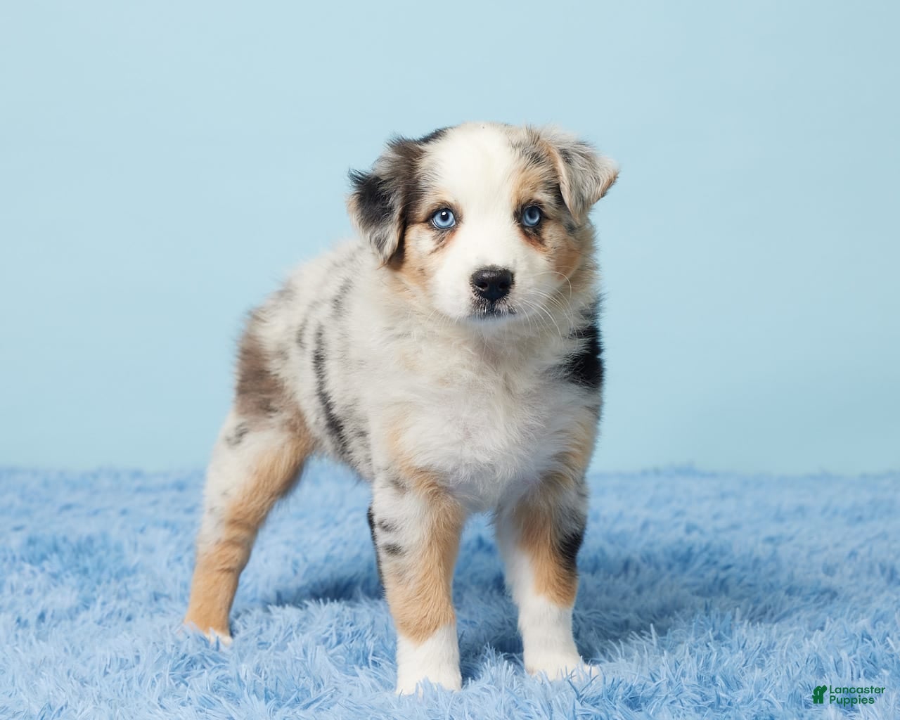 Adoption Australian Shepherd Chow Mix Puppies Australian Shepherd
