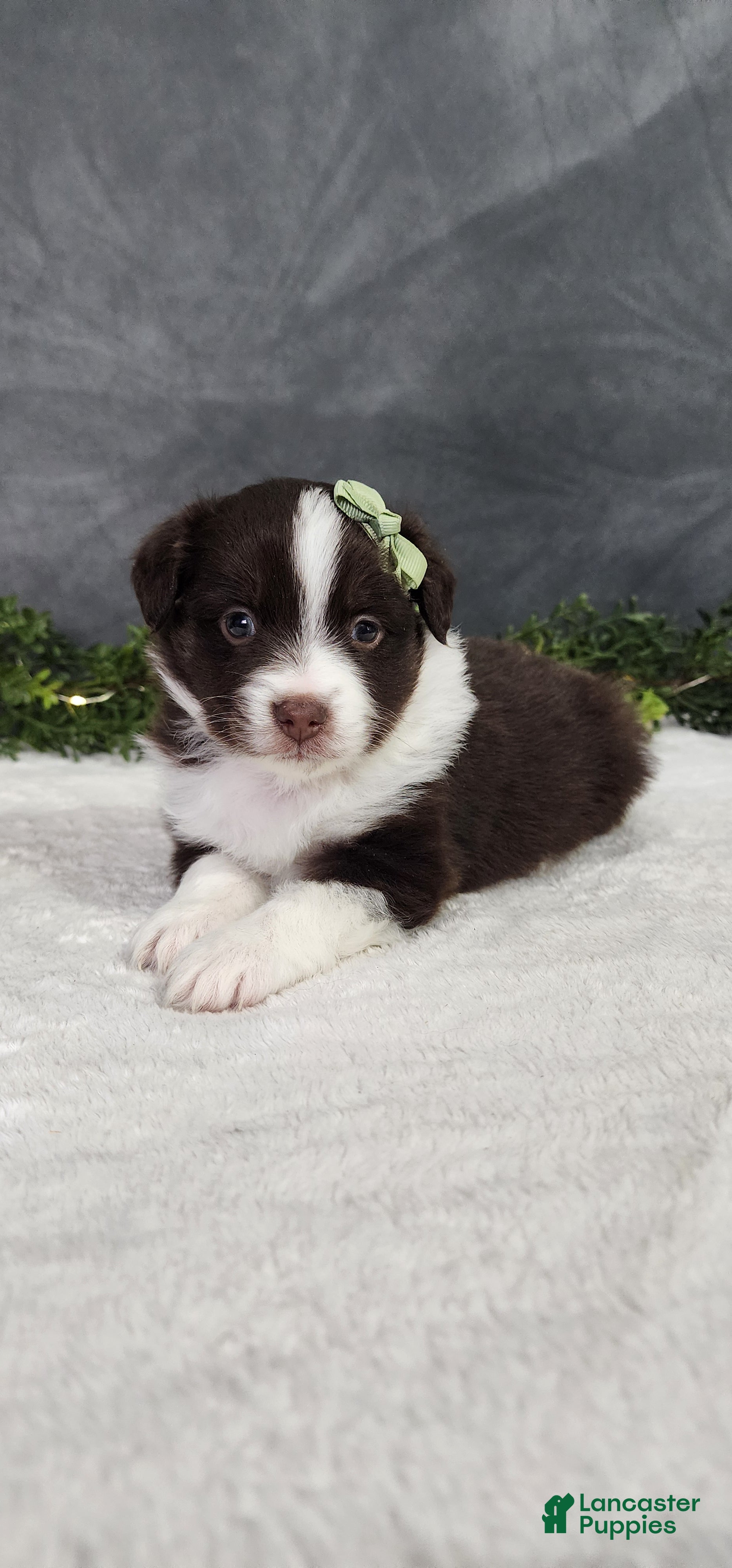 Miniature Australian Shepherd dogs Milo - Ad 2
