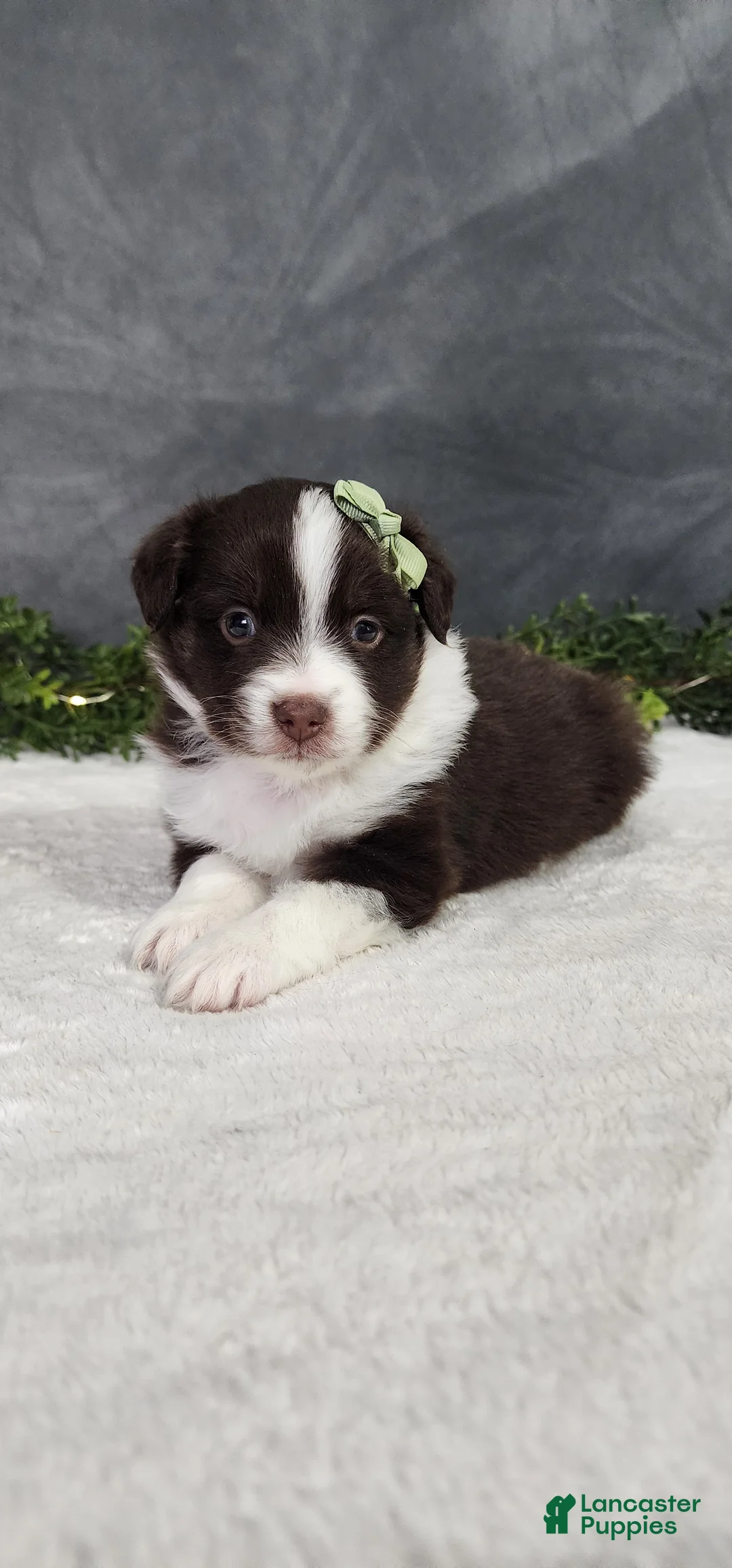 Miniature Australian Shepherd dogs for sale: Milo - Ad 2