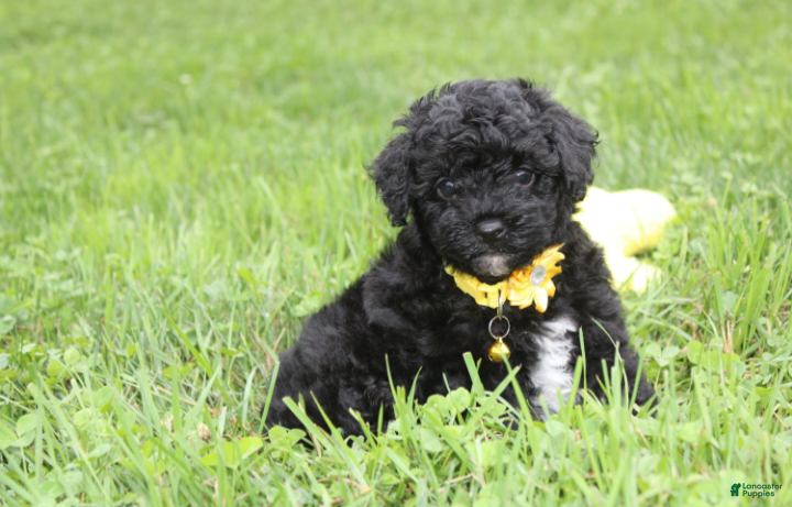 Yorkiepoo dogs Rocky - Ad 1
