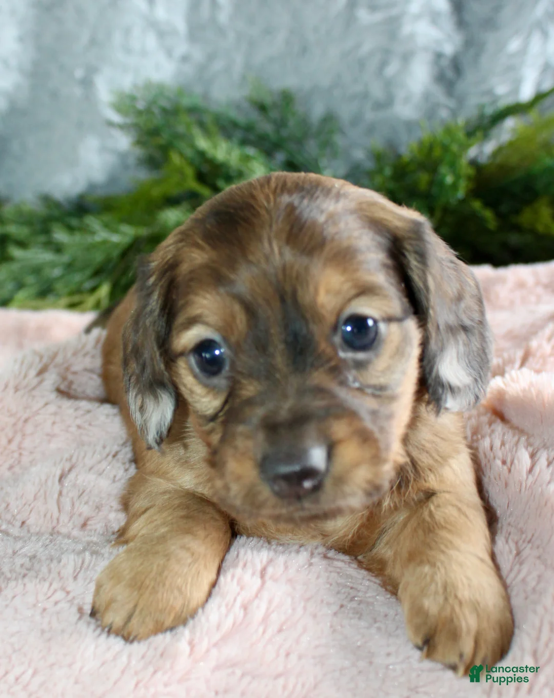 Miniature Dachshund dogs for sale: Miniature Dachshund Female Puppy 1 - Ad 1