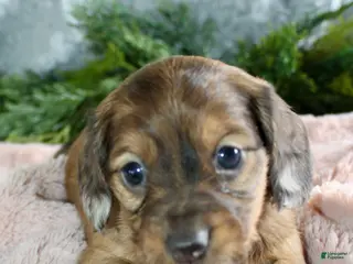 Miniature Dachshund dogs Miniature Dachshund Female Puppy 1 - Ad 2