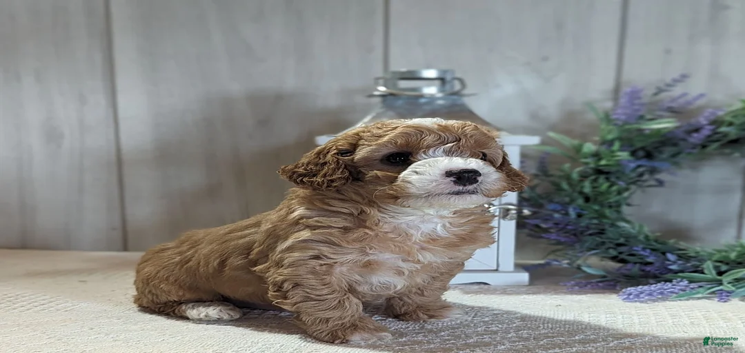 Gallery Image {{count}}