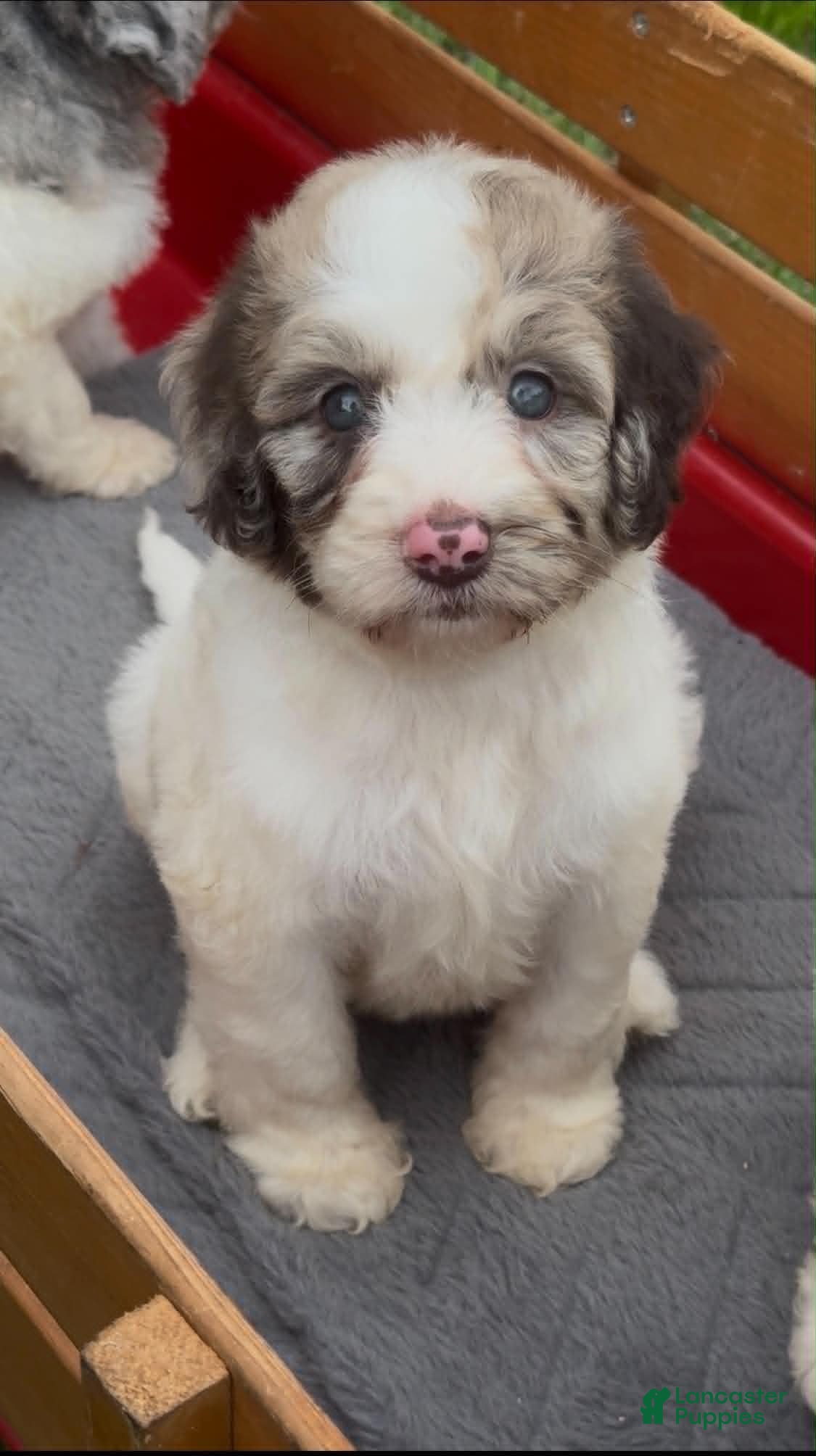 Cockapoo dogs for sale: Cockapoo 4 - Ad 2