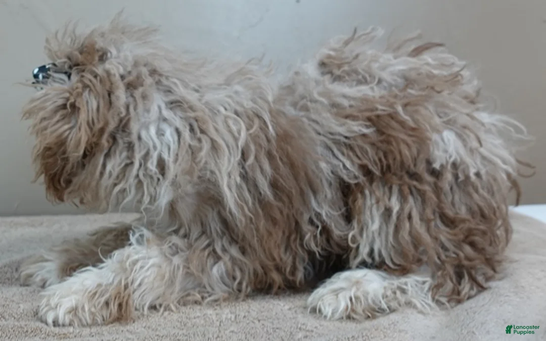 Toy Poodle dogs for sale: Chocolate merle rarest color in the world neutered - Ad 9