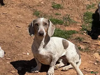 Dachshund dogs Luly - Ad 37