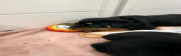 Rottweiler dogs for sale: Rottweiler 6 - Ad 8