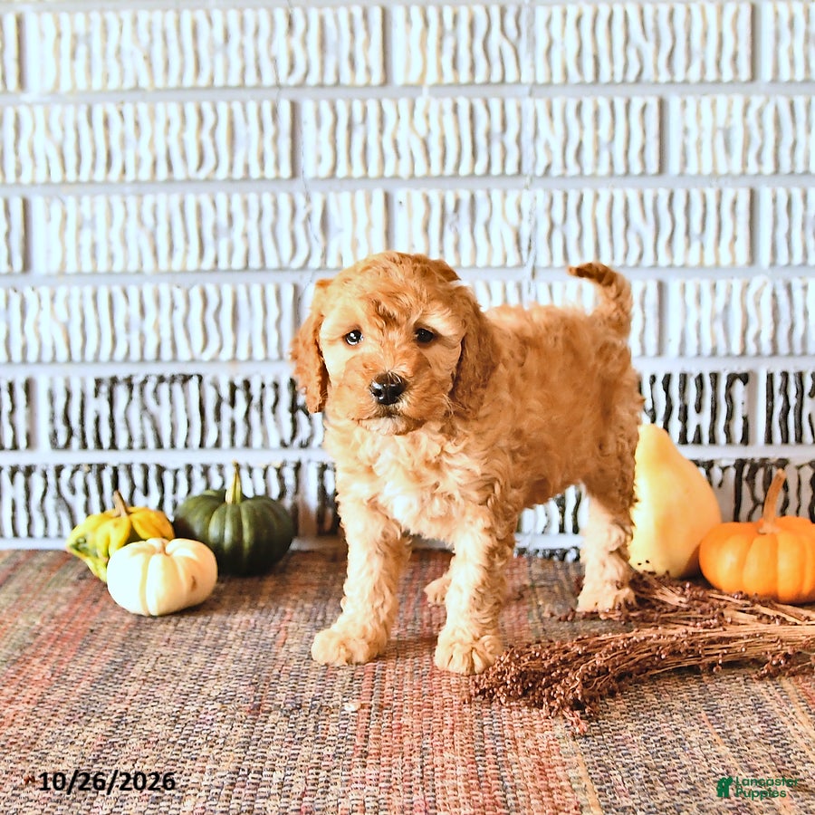 Mini Goldendoodle dogs for sale: Louie - Ad 2