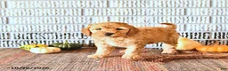 Mini Goldendoodle dogs for sale: Louie - Ad 2