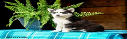 Pomsky dogs for sale: Tresa - Ad 8