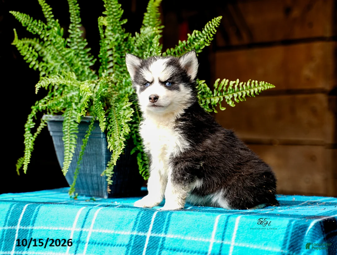 Pomsky dogs for sale: Tresa - Ad 8