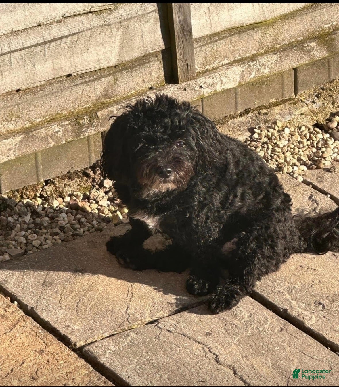 Toy Poodle dogs Lilac  - Ad 2