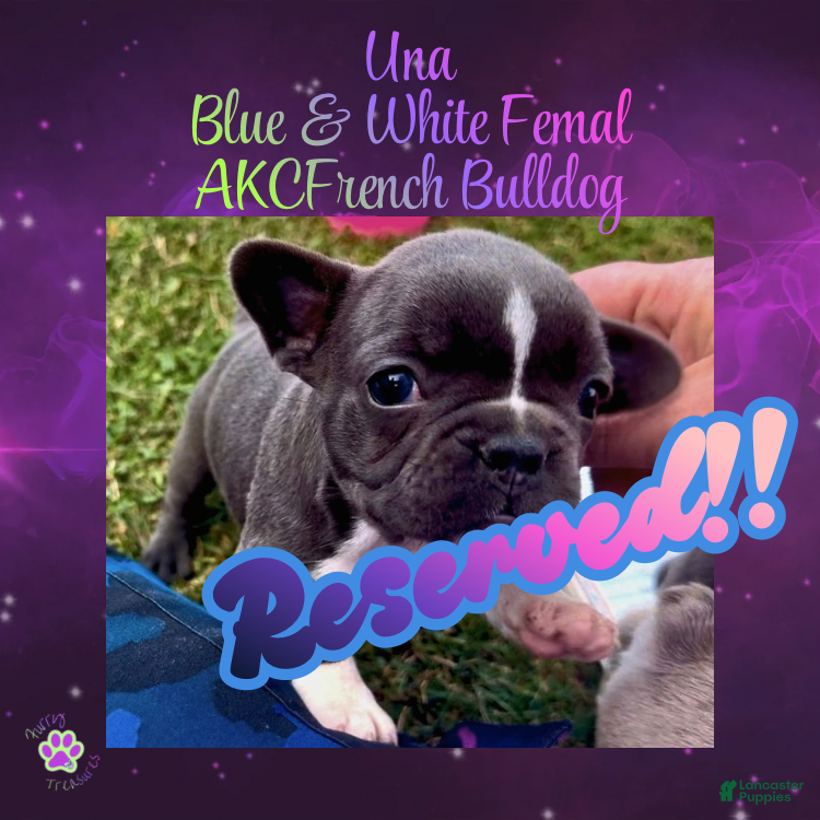 French Bulldog dogs for sale: Una, Female - Ad 3