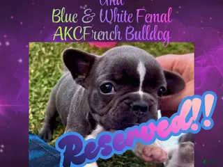 French Bulldog dogs Una, Female - Ad 31