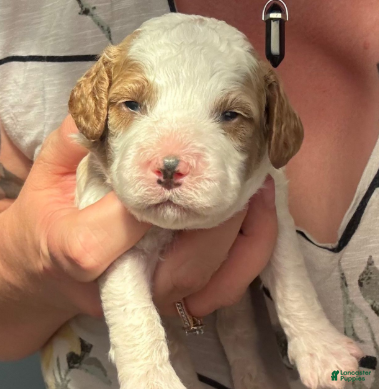 Cavapoo dogs Jack - Ad 6