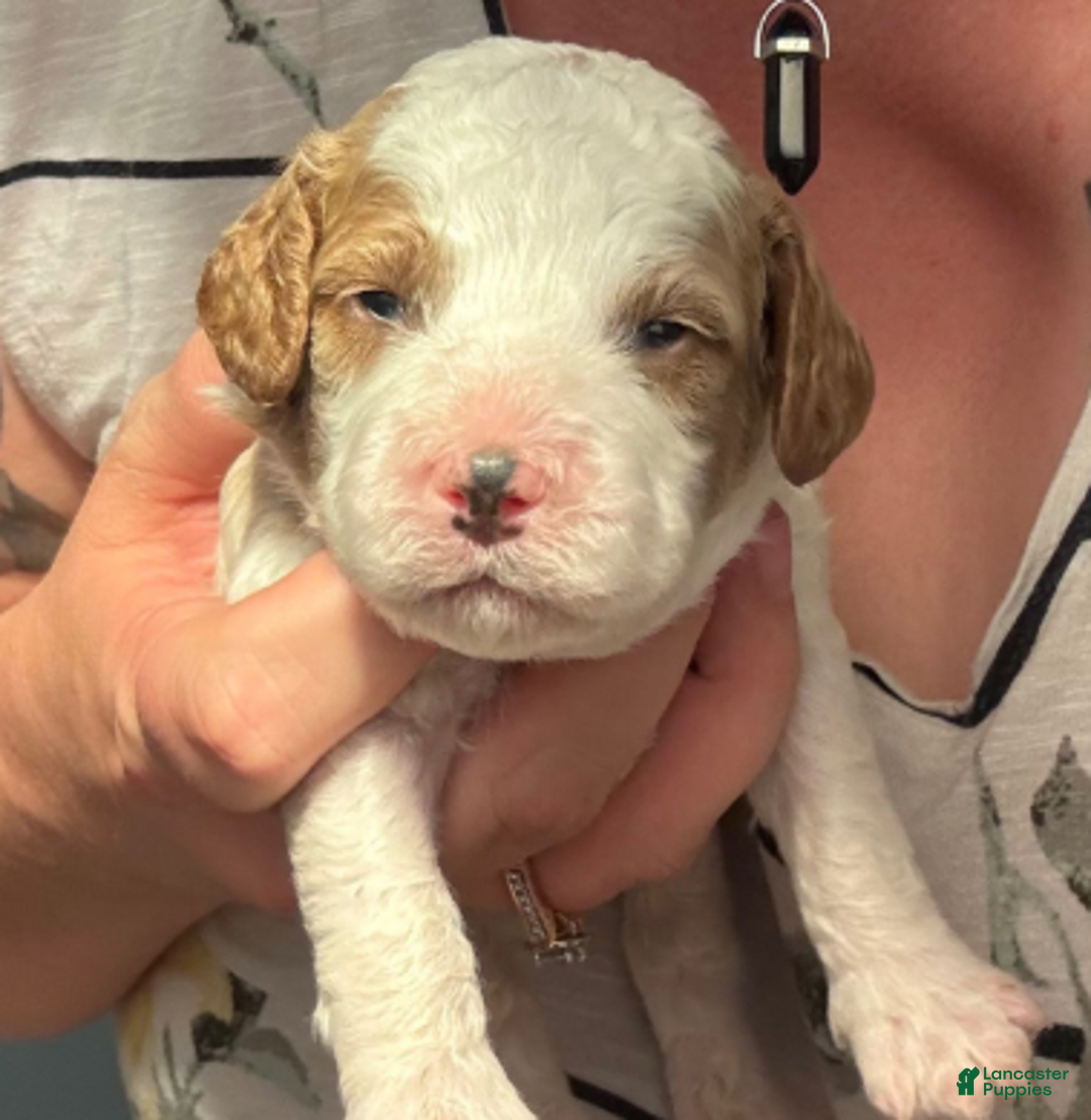 Cavapoo dogs for sale: Jack - Ad 1