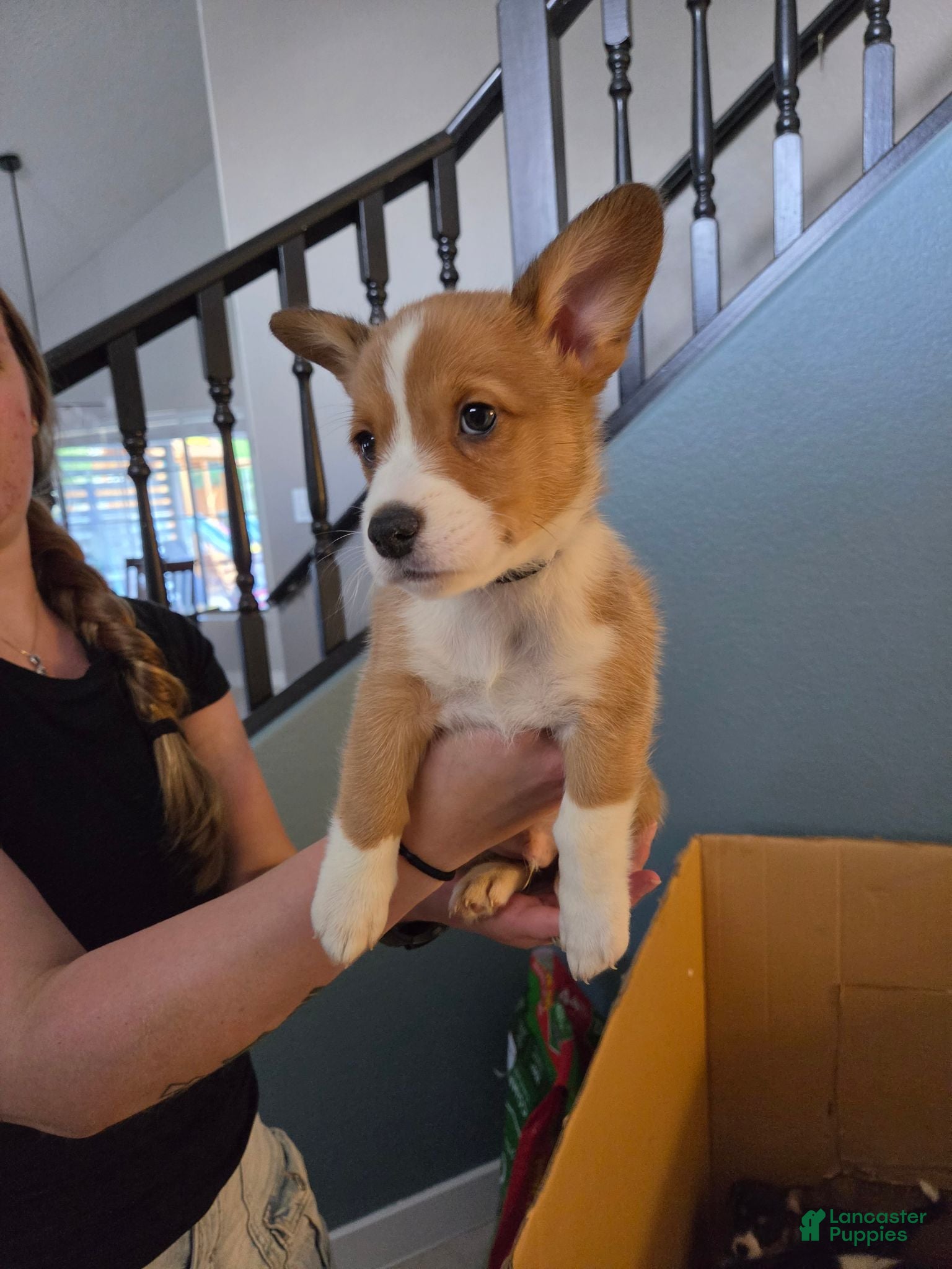 Mixed Breed dogs Black - Ad 33