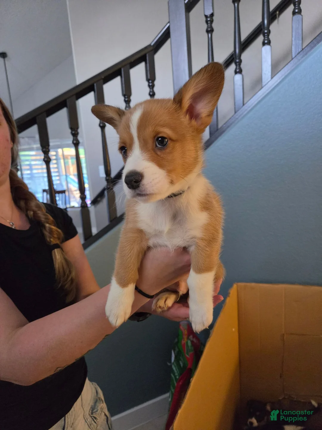 Mixed Breed dogs for sale: Black - Ad 1