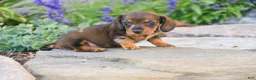 Miniature Dachshund dogs for sale: Maxine Miniature Dachshund  - Ad 7